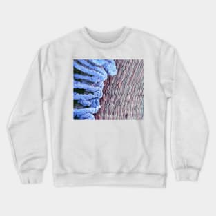 Eye anatomy, SEM (C011/6673) Crewneck Sweatshirt